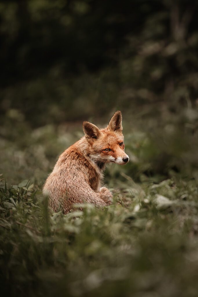 fox in nature