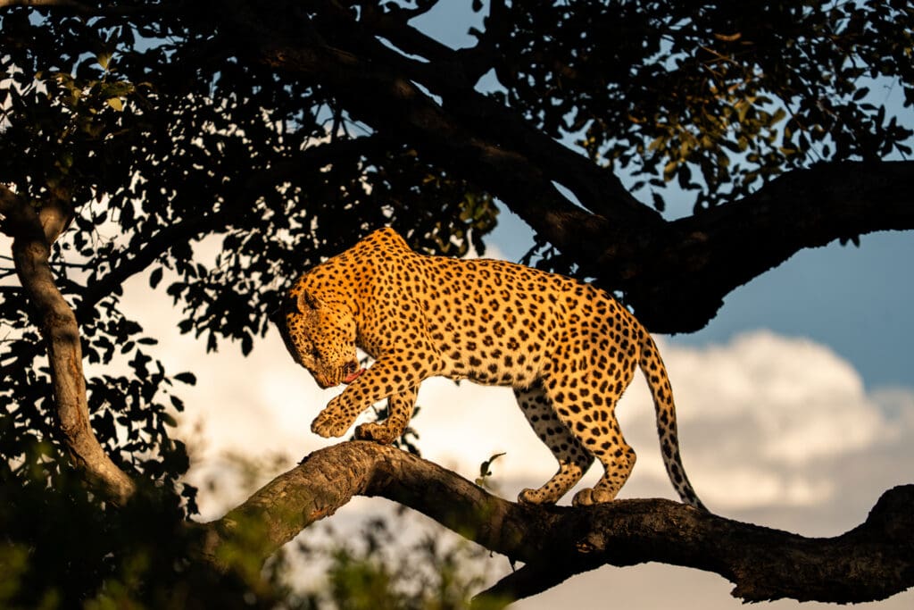 leopard on safari in botswana